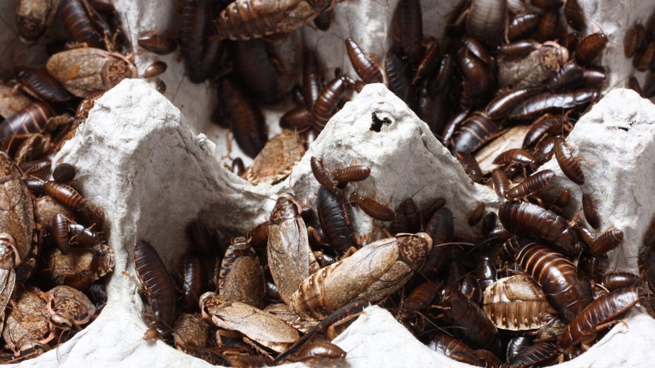 Bed Bug Exterminator in Singapore: Cost, Process & What to Expect