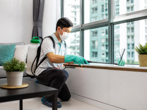 Fly Exterminator in Singapore: How to Get Rid of Flies for Good