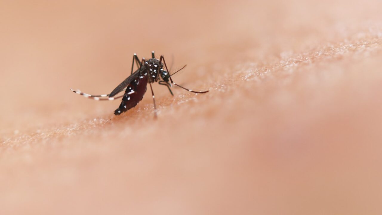 Mosquito Exterminator in Singapore: Fogging, Larviciding & Costs