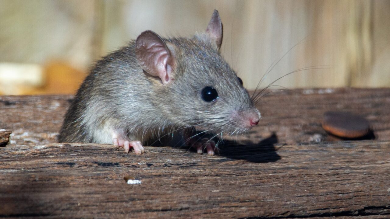 Rat Exterminator in Singapore: Cost & How Rodent Removal Works