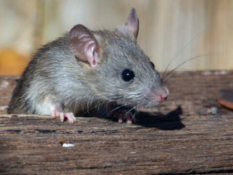 Rat Exterminator in Singapore: Cost & How Rodent Removal Works