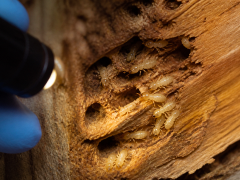 Termites in damaged timber being inspected