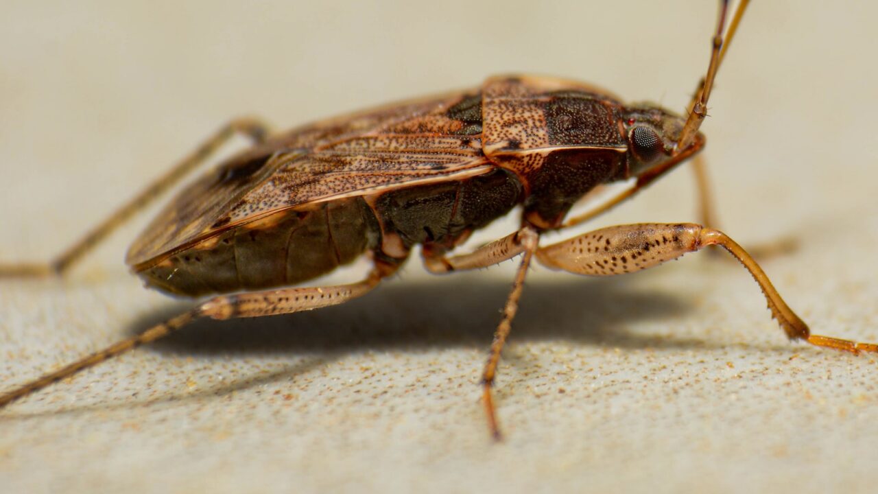 What Do Bed Bugs Look Like? Size, Colour & How to Spot Them