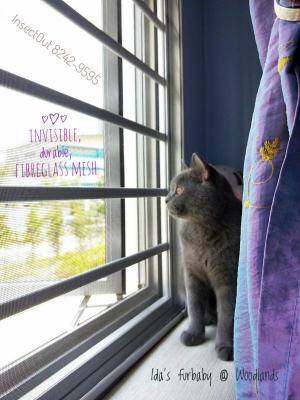 Cat looking out the window at Woodlands