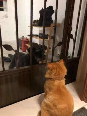 Cat meets Dog @ Whampoa